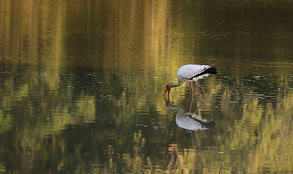 Yellow-billed stork - South Luangwa