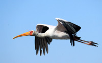 Yellow-billed stork - Lower Zambezi