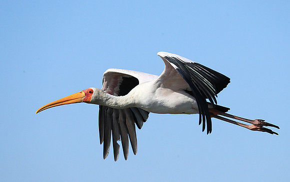 Yellow-billed stork - Lower Zambezi