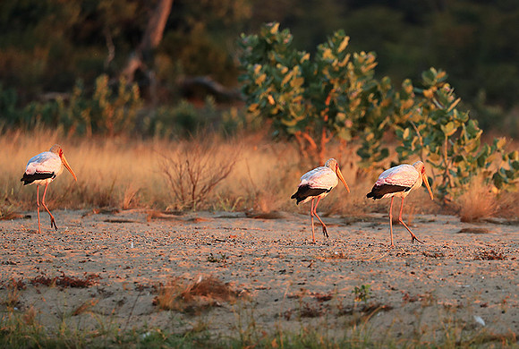Yellow-billed stork - Lower Zambezi