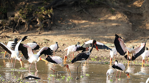 Yellow-billed storks - South Luangwa