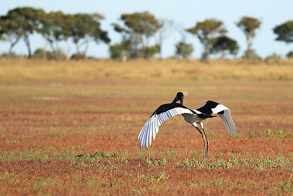 Saddle-billed stork - Liuwa Plain