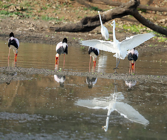 Yellow-billed storks - South Luangwa