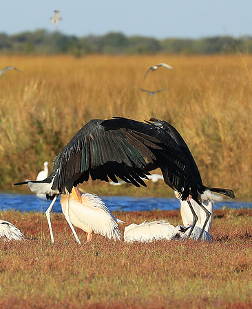 Marabou stork Liuwa Plain NP