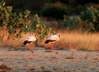 Yellow-billed stork - Lower Zambezi