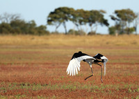 Saddle-billed stork - Liuwa Plain