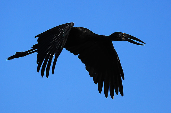 Open-billed stork - Kafue NP