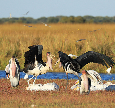 Marabou stork Liuwa Plain NP