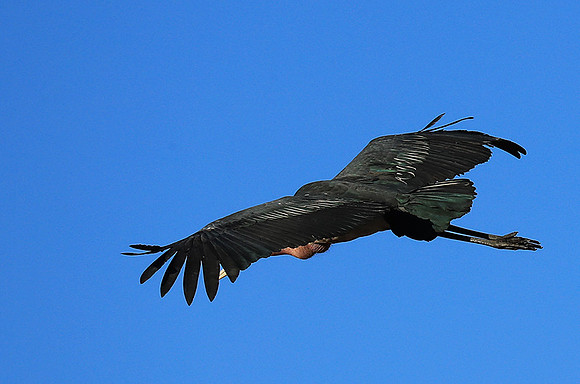 Marabou stork Liuwa Plain NP