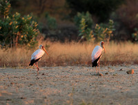 Yellow-billed stork - Lower Zambezi