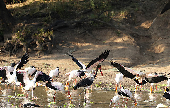 Yellow-billed storks - South Luangwa