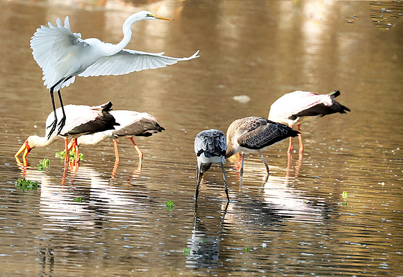 Yellow-billed storks - South Luangwa