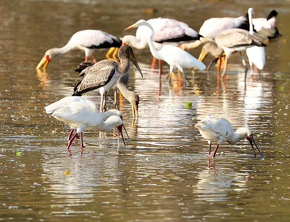 Yellow-billed storks - South Luangwa
