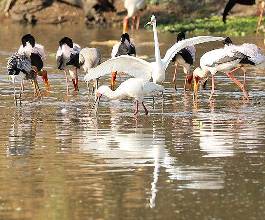 Yellow-billed storks - South Luangwa