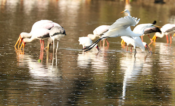 Yellow-billed storks - South Luangwa