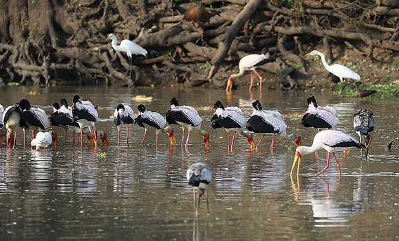 Yellow-billed storks - South Luangwa