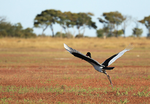 Saddle-billed stork - Liuwa Plain