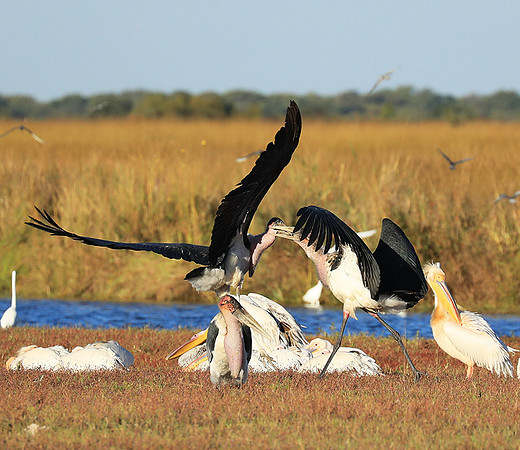 Marabou stork Liuwa Plain NP