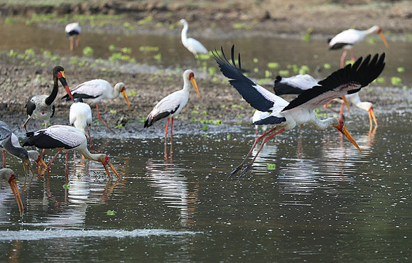 Yellow-billed storks - South Luangwa