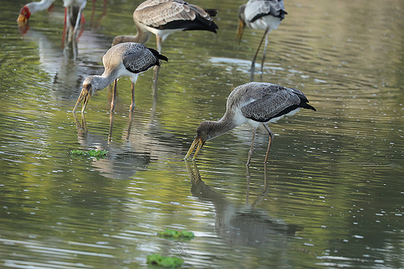 Yellow-billed storks - South Luangwa