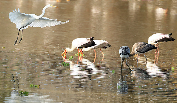 Yellow-billed storks - South Luangwa