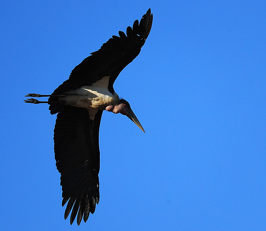 Marabou stork Liuwa Plain NP