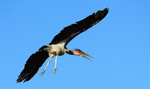 Marabou stork Liuwa Plain NP