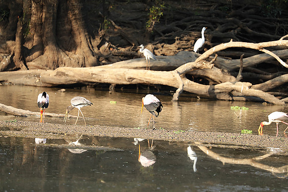 Yellow-billed storks - South Luangwa