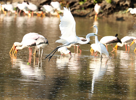 Yellow-billed storks - South Luangwa