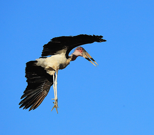 Marabou stork Liuwa Plain NP