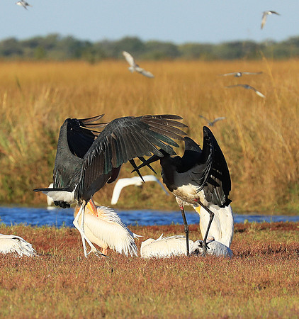 Marabou stork Liuwa Plain NP