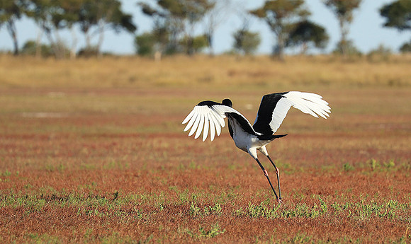Saddle-billed stork - Liuwa Plain