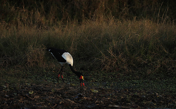 Saddle-billed stork - Liuwa Plain