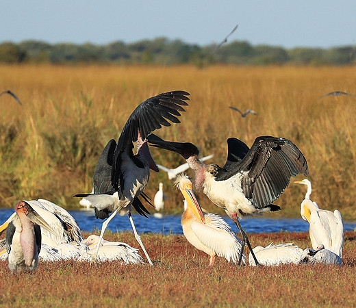 Marabou stork Liuwa Plain NP