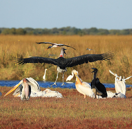 Marabou stork Liuwa Plain NP