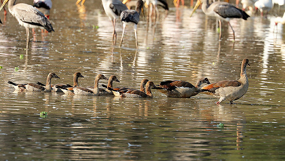 Yellow-billed storks - South Luangwa