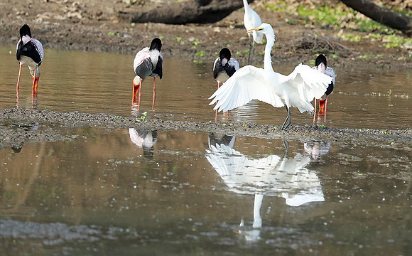 Yellow-billed storks - South Luangwa