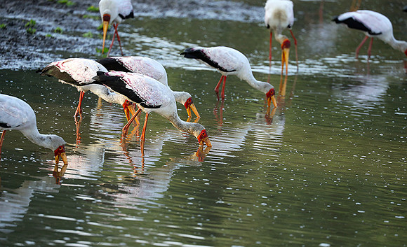 Yellow-billed storks - South Luangwa