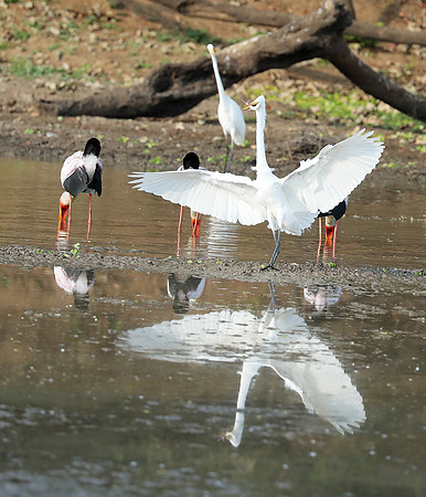 Yellow-billed storks - South Luangwa