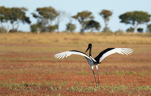 Saddle-billed stork - Liuwa Plain