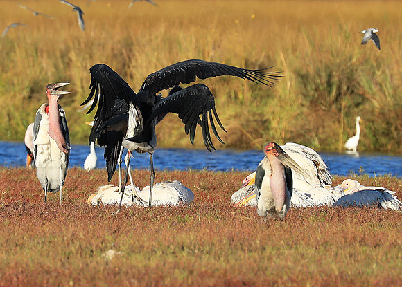 Marabou stork Liuwa Plain NP