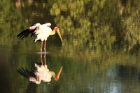 Yellow-billed stork - South Luangwa