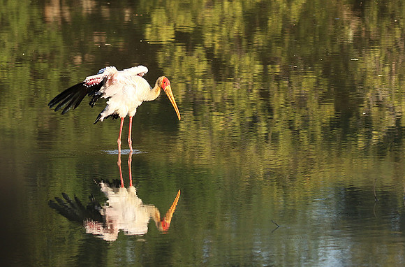 Yellow-billed stork - South Luangwa