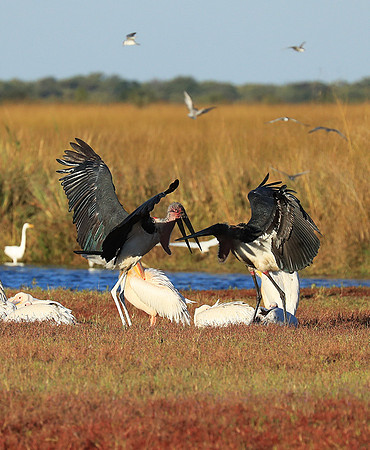 Marabou stork Liuwa Plain NP