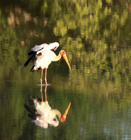 Yellow-billed stork - South Luangwa