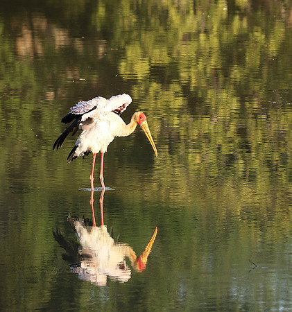 Yellow-billed stork - South Luangwa