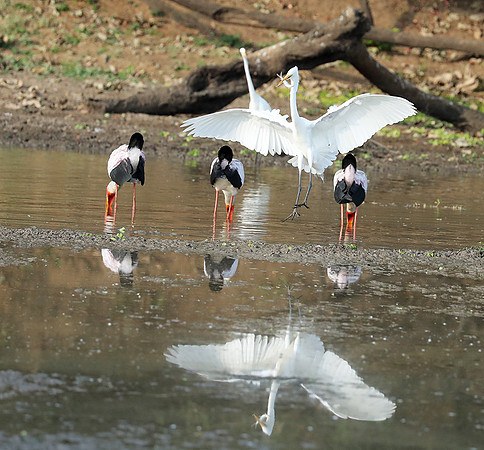 Yellow-billed storks - South Luangwa