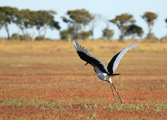 Saddle-billed stork - Liuwa Plain