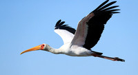 Yellow-billed stork - Lower Zambezi