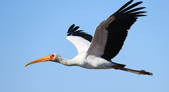 Yellow-billed stork - Lower Zambezi